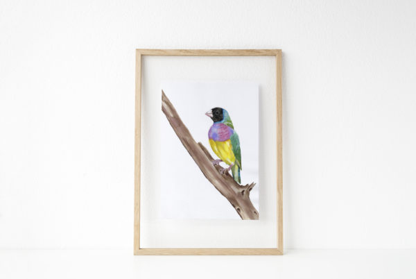 watercolor painting of a purple, yellow, blue and green bird (Gouldian Finch) perched on a branch in a wooden frame