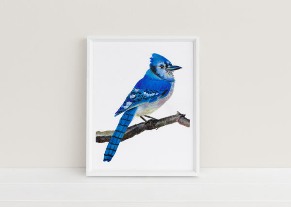 watercolor painting of a blue jay perched on a branch in a white frame