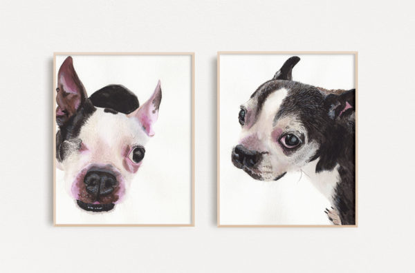 Watercolor paintings of 2 Boston Terrier dogs side by side